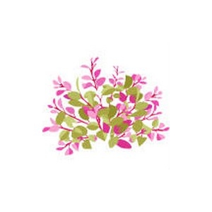 Pink Cardamine